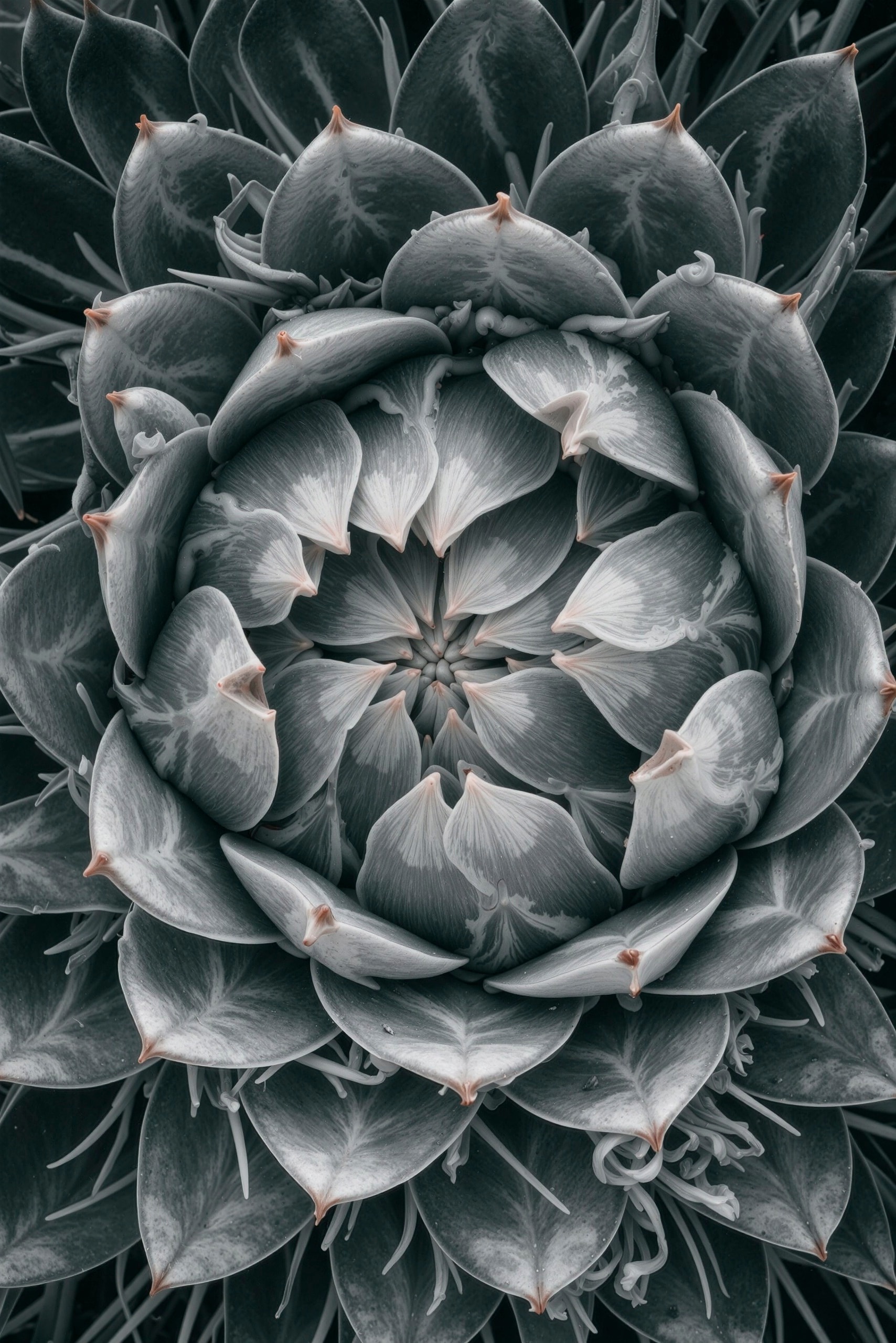Macro photograph of a succulent with intricate layered petals in muted teal and blush tones